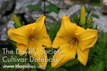 Daylily Susan Elizabeth